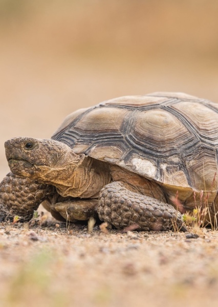 Tortoise