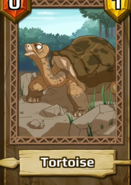 Tortoise photo