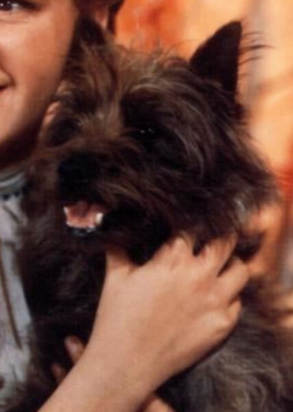Toto (Oz) photo