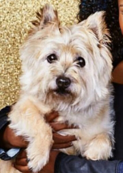 Toto (Oz) photo