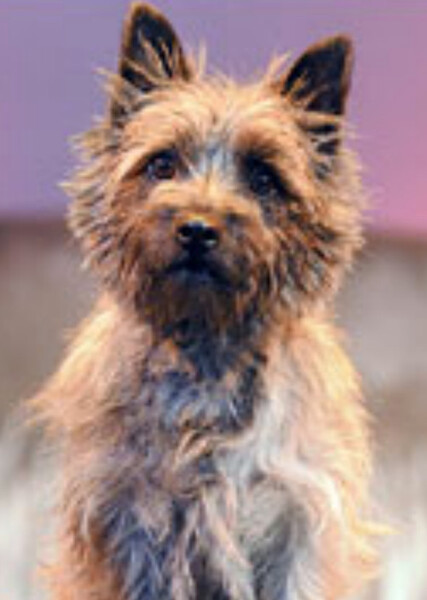 Toto (Oz) photo