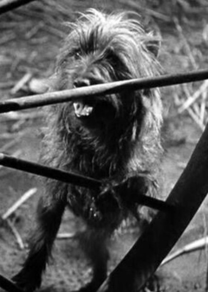 Toto (Oz) photo