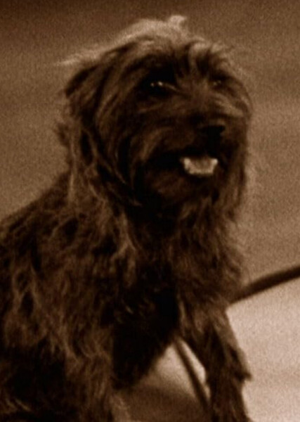 Toto (Oz) photo