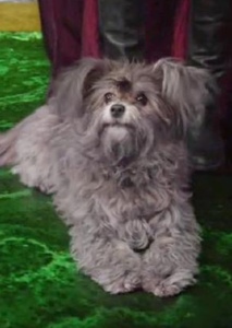 Toto (Oz) Photo on myCast - Fan Casting Your Favorite Stories