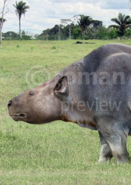 Toxodon photo