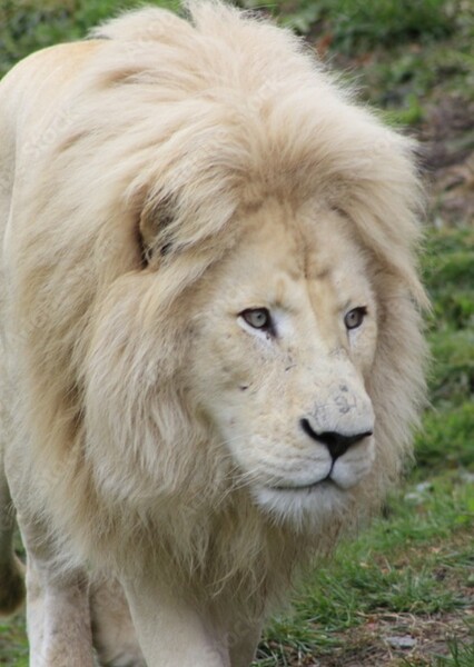 Transvaal Lion