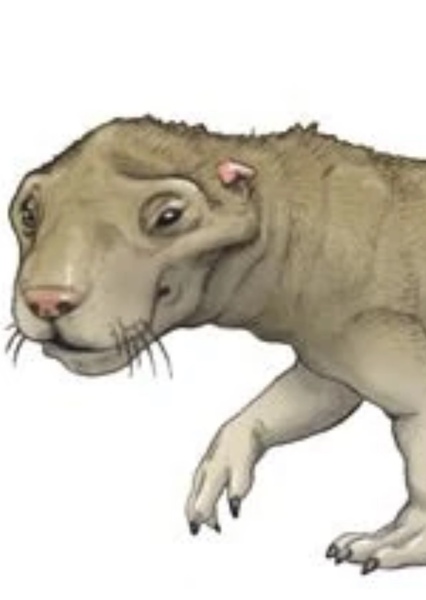Traversodon