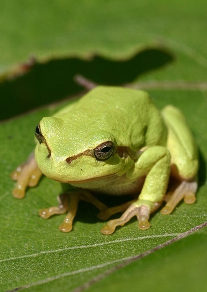 Tree Frog