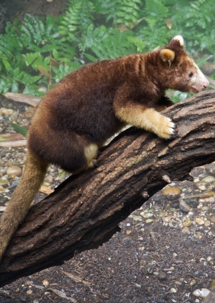 Tree Kangaroo