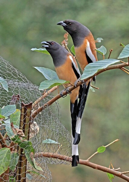 Treepies