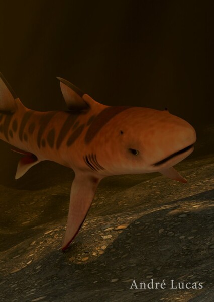 Tribodus