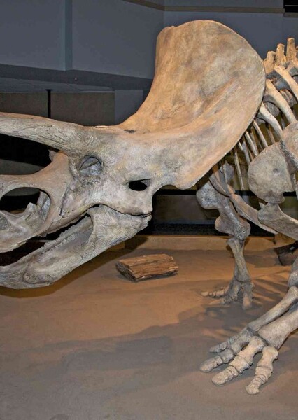Triceratops photo