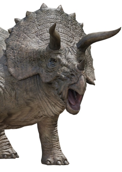 Triceratops photo