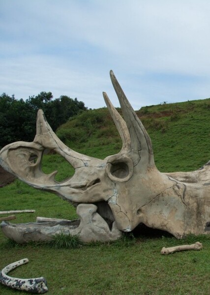 Triceratops photo