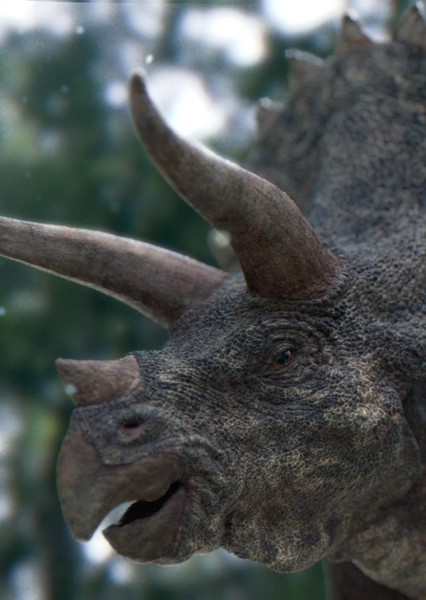 Triceratops photo