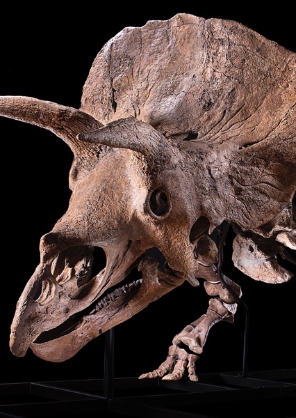Triceratops photo