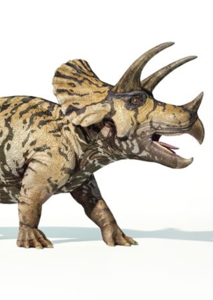 Triceratops photo