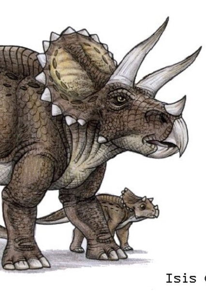 Triceratops photo