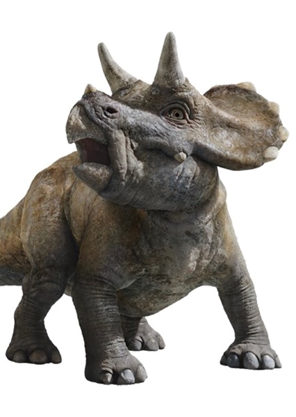 Triceratops photo
