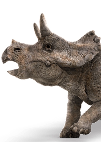 Triceratops photo