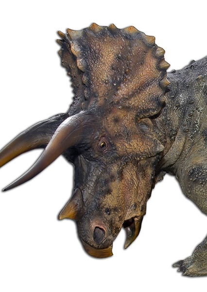 Triceratops photo
