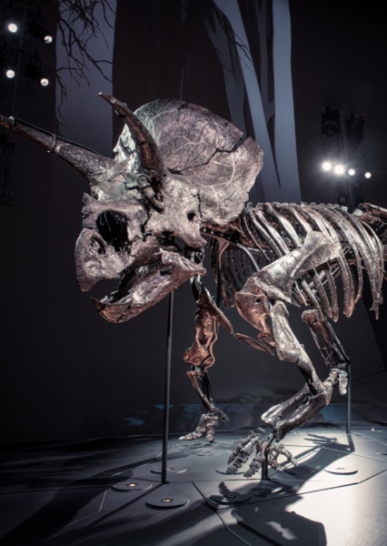 Triceratops photo