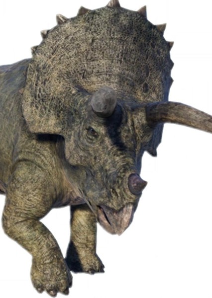 Triceratops photo