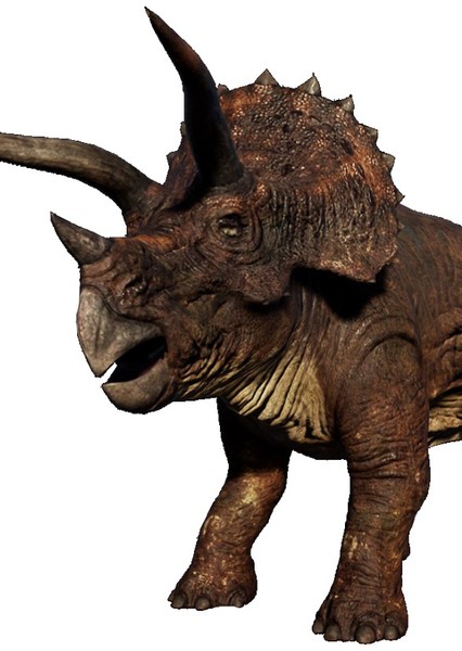 Triceratops photo