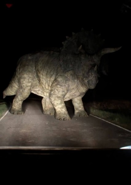 Triceratops photo