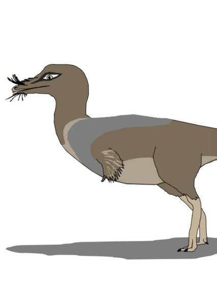 Trieranchuncus