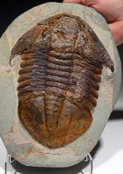 Trilobites photo