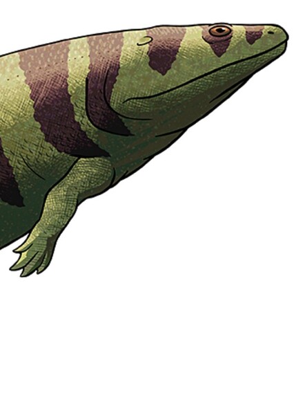 Trimerorhachis