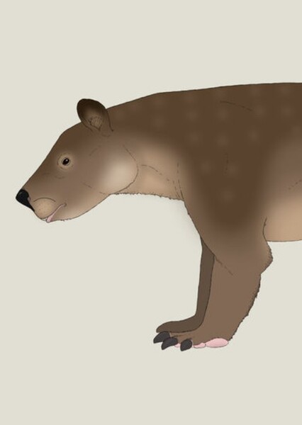Trogosus