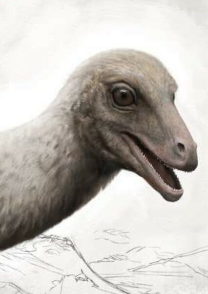 Troodon photo