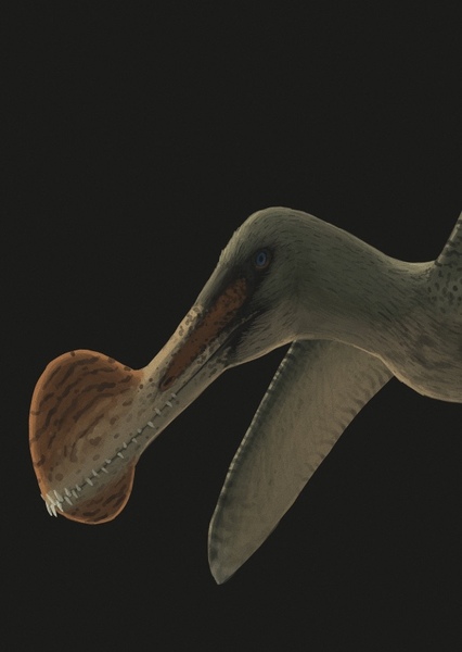 Tropeognathus photo
