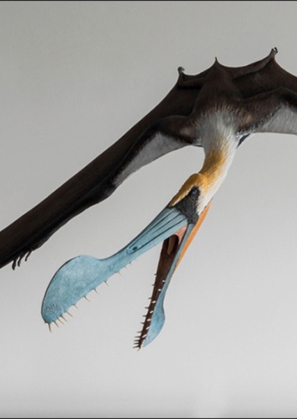 Tropeognathus photo
