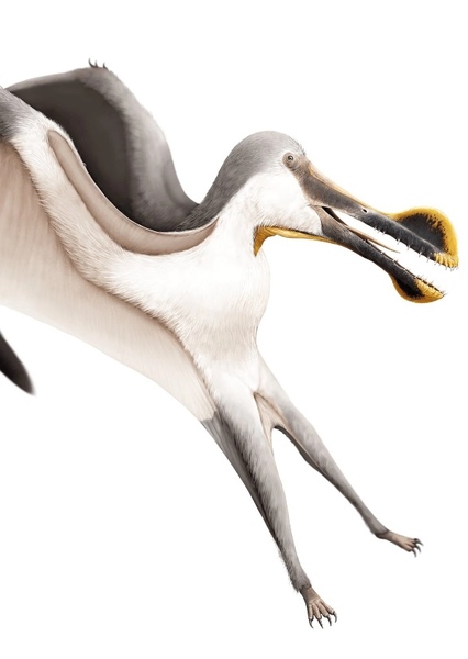 Tropeognathus photo