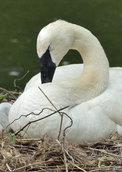 Trumpeter Swan photo