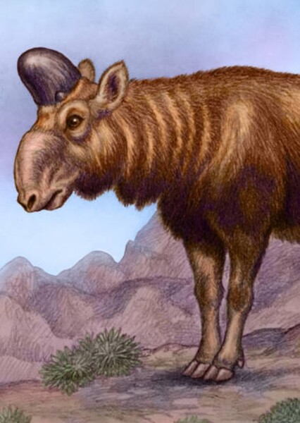 Tsaidamotherium