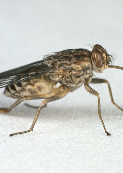 Tsetse Fly