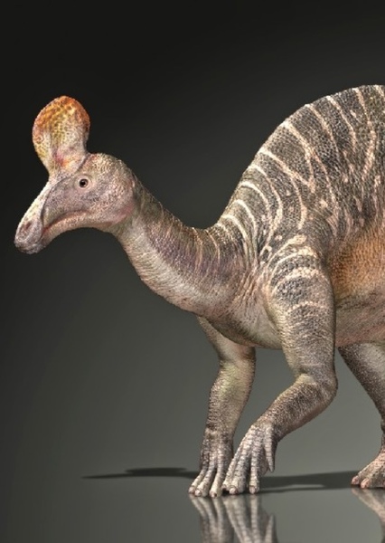 Tsintaosaurus photo