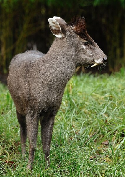Tufted Deer