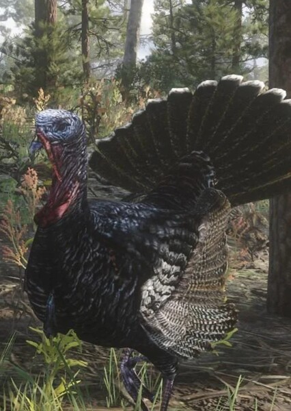 Turkey photo