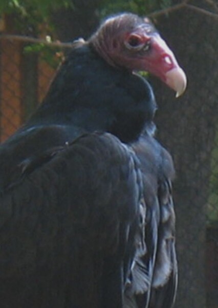 Turkey Vulture photo