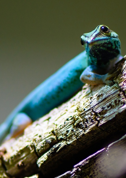 Turquoise Dwarf Gecko
