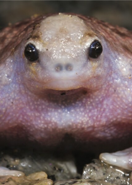 Turtle frog photo