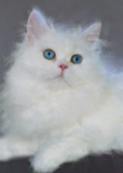 Tutu (American Girl)