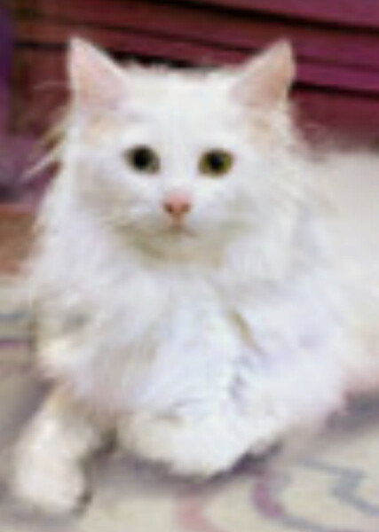 Tutu (American Girl) photo