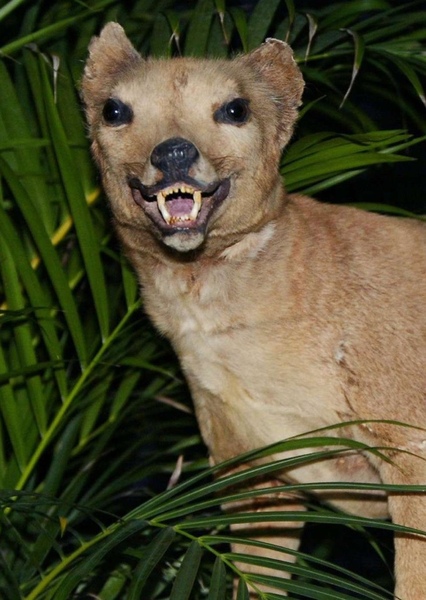 Tylacine/Tasmanian tiger