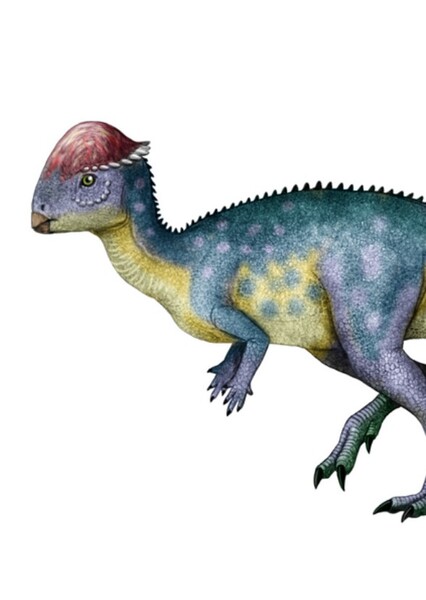 Tylocephale
